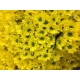 CRISANTEMO AMARILLO COPA                          