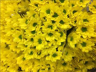 CRISANTEMO AMARILLO COPA                          