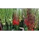 GLADIOLO BLANCO  CULTIVO NACIONAL                 