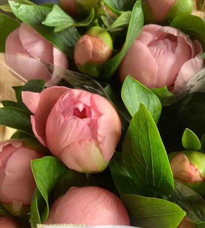 PEONIA ROSA CLARO ETCHED SALMON 55 IMP.           