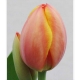TULIPA  IMP. NARANJA EN AD REM                    