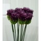 ALLIUM SPHAEROCEPHALON 80CM IMPORTACION HOLANDA   