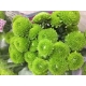 CRISANTEMO VERDE CODE GREEN IMPOTACION HOLANDA    