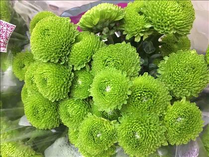 CRISANTEMO VERDE CODE GREEN IMPOTACION HOLANDA    