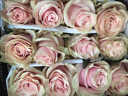 ROSES ECUADOR 50 ROSA CLARO PINK MONDIAL          