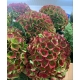 HYDRANGEA BICOLOR ROSA/VERDE OPAL CLASSIC 60      