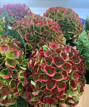 HYDRANGEA BICOLOR ROSA/VERDE OPAL CLASSIC 60      