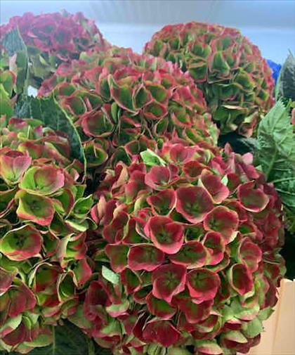 HYDRANGEA BICOLOR ROSA/VERDE OPAL CLASSIC 60      