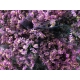 LIMONIUM ROSA ANOUUCHKA / PRINCESS DIAMOND        