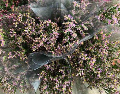 LIMONIUM ROSA ANOUUCHKA / PRINCESS DIAMOND        