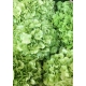 HYDRANGEA VERDE CLARO CANNON BALL CL. 60/65 IMP.  