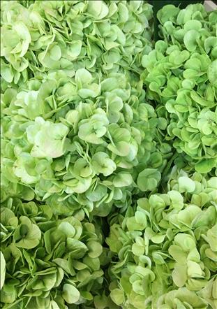 HYDRANGEA VERDE CLARO CANNON BALL CL. 60/65 IMP.  