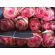 ROSES ECUADOR 40 MAGIC TIMES BIC. FUX/BLN         
