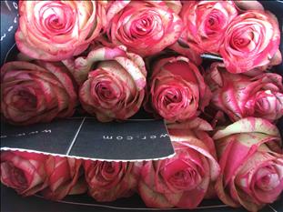 ROSES ECUADOR 40 MAGIC TIMES BIC. FUX/BLN         