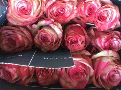 ROSES ECUADOR 40 MAGIC TIMES BIC. FUX/BLN         