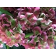 HYDRANGEA BIC. VERDE/ROSA MONIKA CLASSIC 60       