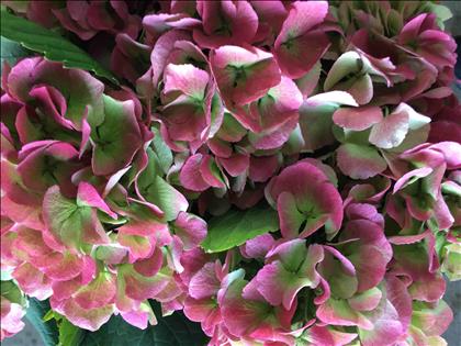 HYDRANGEA BIC. VERDE/ROSA MONIKA CLASSIC 60       