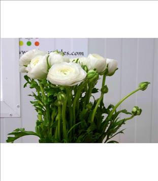 RANUNCULUS IMPORTACION BLANCO  ITALIA             