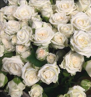 ROSAS SPRAY BLANCA JOSEPHINE 60/70CM IMPORTACION  