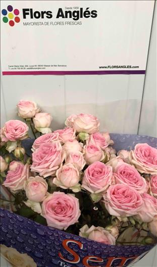 ROSAS SPRAY KRISTAL KATE-LYNN  ROSADA 70 IMP.     