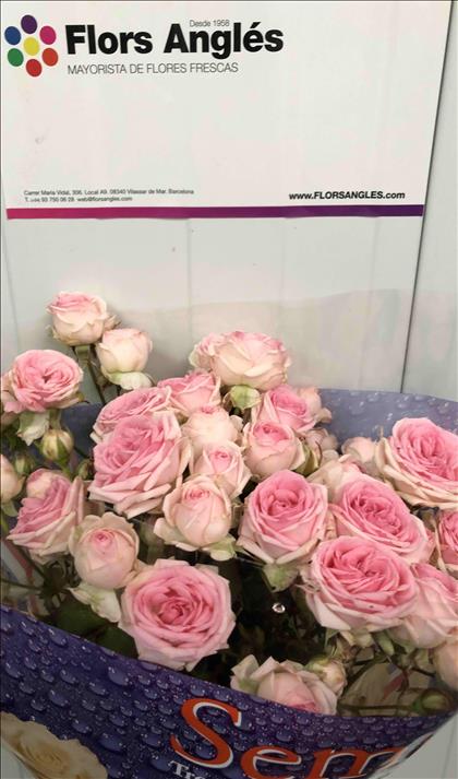 ROSAS SPRAY KRISTAL KATE-LYNN  ROSADA 70 IMP.     