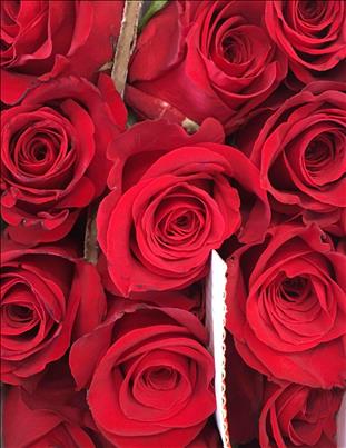 ROSES.ECUADOR 70 ROJA FREEDOM NOC/KIKUYAL         