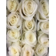 ROSES.EC. 40 BLANCO SUGAR DOLL                    