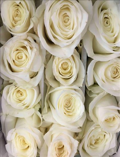 ROSES.EC. 40 BLANCO SUGAR DOLL                    