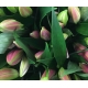LILIUM ORIENTAL ROSA TR DALIAN ROSA OSCURO  X10   