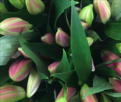 LILIUM ORIENTAL ROSA TR DALIAN ROSA OSCURO  X10   