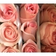 ROSES ECUADOR 40 ROSA LUCIANO                     