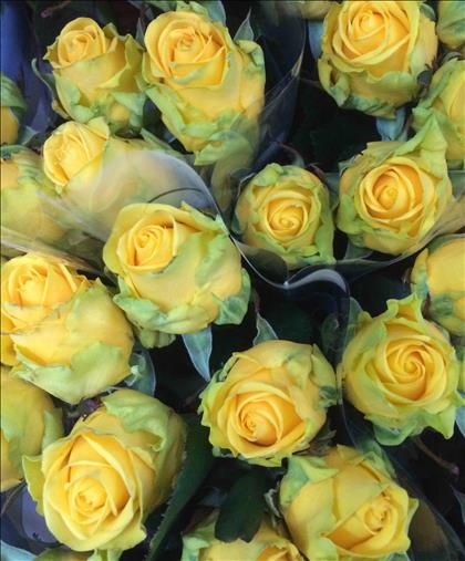 ROSAS PENNY LANE 80 AMARILLA IMPORTACION          