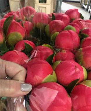 PEONIA  CORAL SUNSET 60 IMP.                      