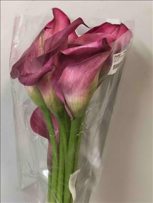 CALA ZAZU ROSA OSCURO IMP.50                      