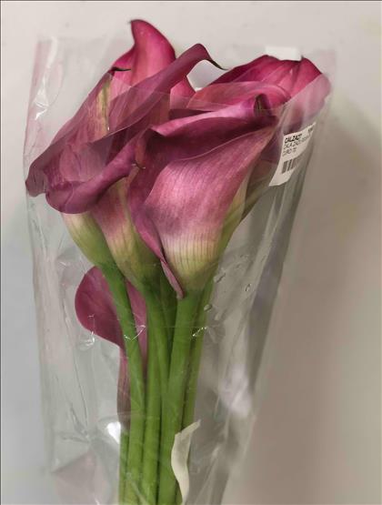 CALA ZAZU ROSA OSCURO IMP.50                      