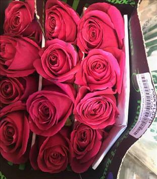 ROSES ECUADOR 50 ROSA CLARO PINK MONDIAL          