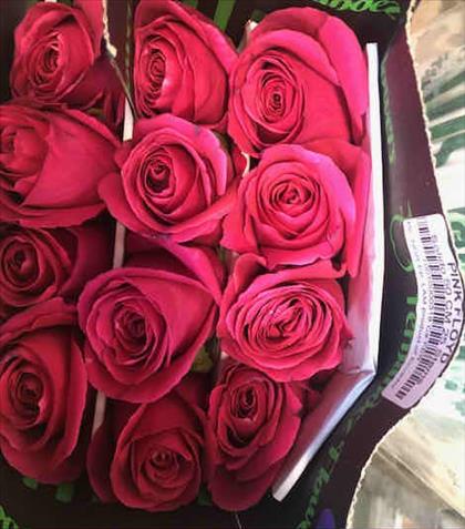 ROSES ECUADOR 50 ROSA CLARO PINK MONDIAL          