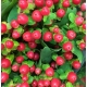 HYPERICUM ROJO TOMATO FLAIR IMP.60/70             