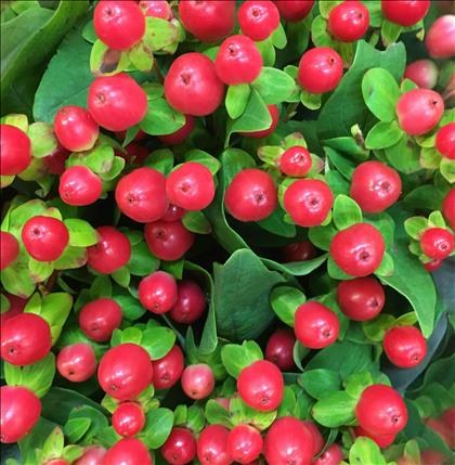 HYPERICUM ROJO TOMATO FLAIR IMP.60/70             