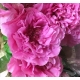 PEONIA CARNATION ROSA OSCURO 55/60 IMP            