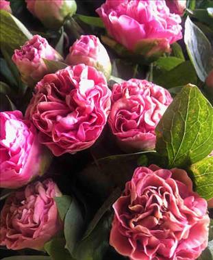 PEONIA CARNATION ROSA OSCURO 55/60 IMP            