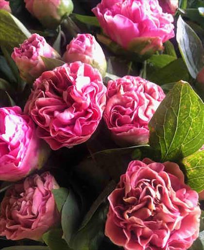PEONIA CARNATION ROSA OSCURO 55/60 IMP            