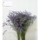 LIMONIUM AZUL SIN MAINE BLUE IMPORTACION HOLANDA  