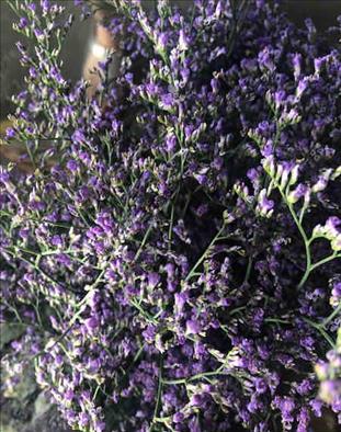 LIMONIUM AZUL SIN MAINE BLUE IMPORTACION HOLANDA  