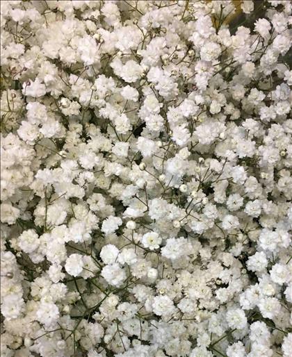 PANICULATA Xcelence BLANCA 750GR                  