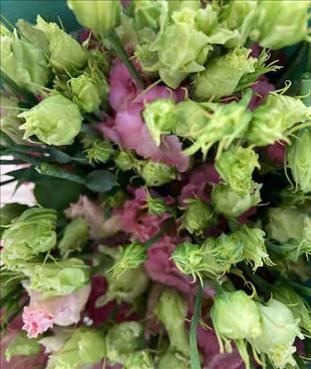 LISIANTHUS.SALMON ALISA ROSEE / FIRST LOVE        