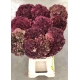 HYDRANGEA ROSA PINK RUBY CLASSIC 65 IMP.          