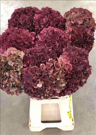 HYDRANGEA ROSA PINK RUBY CLASSIC 65 IMP.          
