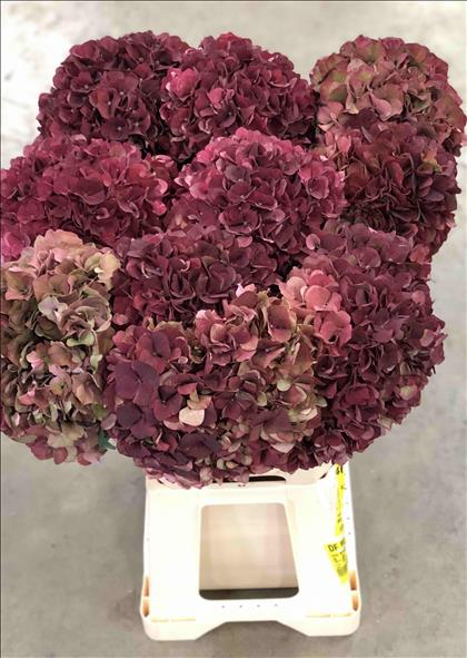 HYDRANGEA ROSA PINK RUBY CLASSIC 65 IMP.          