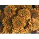 CRISANTEMO .SANTINI NARANJA ELLISON IMP.HOLANDA   